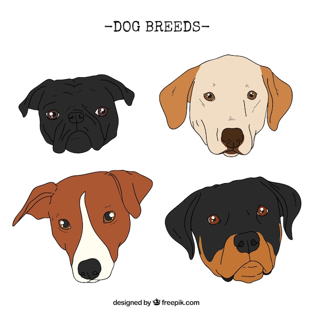 Realistic hand drawn dog breeds