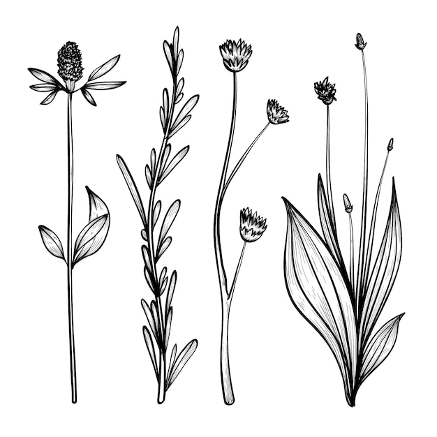 Free Free 238 Hand Drawn Wildflower Svg SVG PNG EPS DXF File