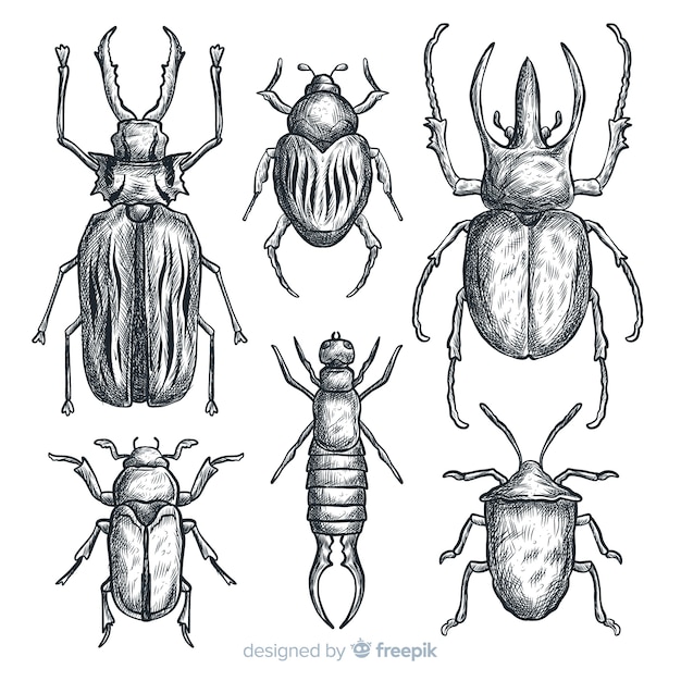 Free Vector | Realistic hand drawn insects sketch set