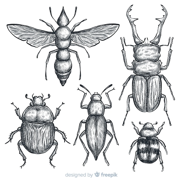 Free Vector Realistic hand drawn insects sketch set