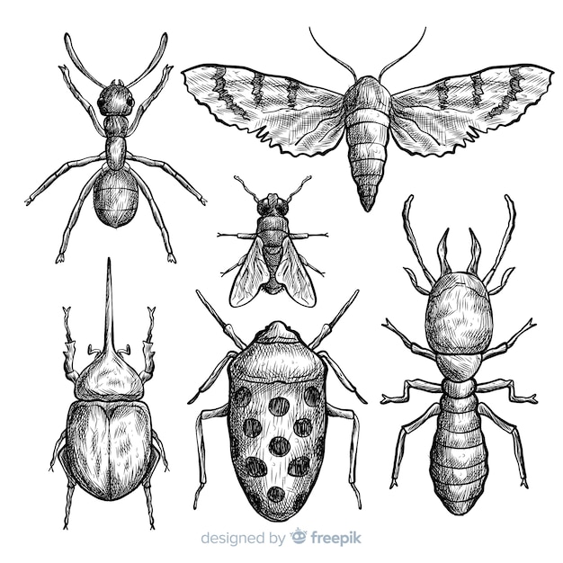 Insects Drawing