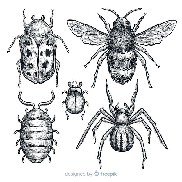 Free Vector | Realistic hand drawn insects sketch set