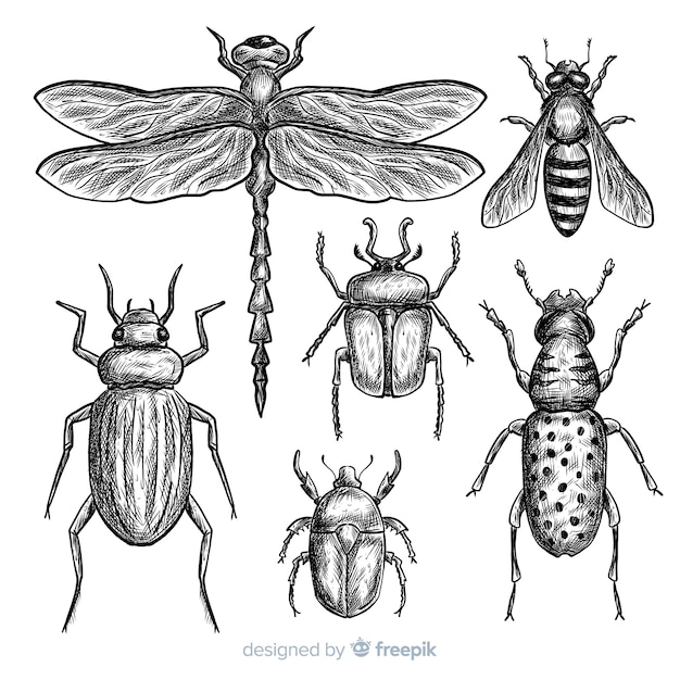 Free Vector Realistic hand drawn insects sketch set