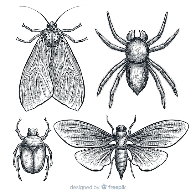 Realistic hand drawn insects sketch set Free Vector