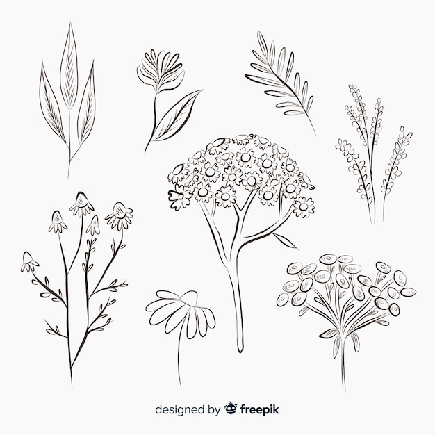 Free Vector | Realistic hand drawn spices and herbs sketches collection