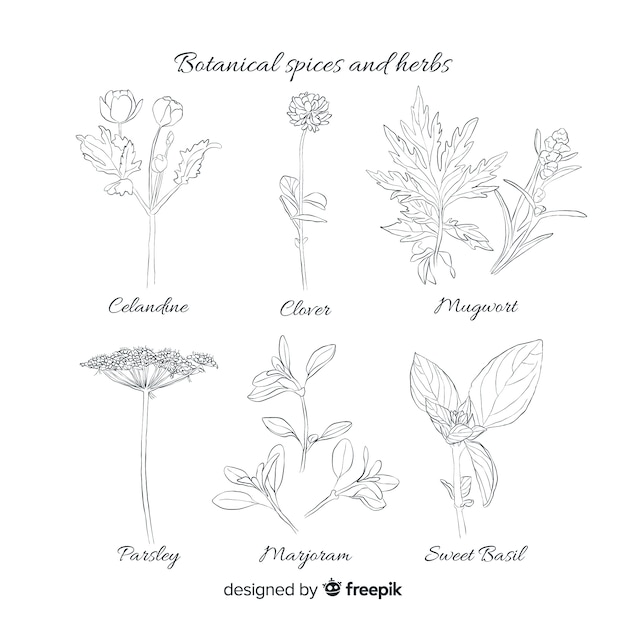 Free Vector | Realistic hand drawn spices and herbs sketches collection