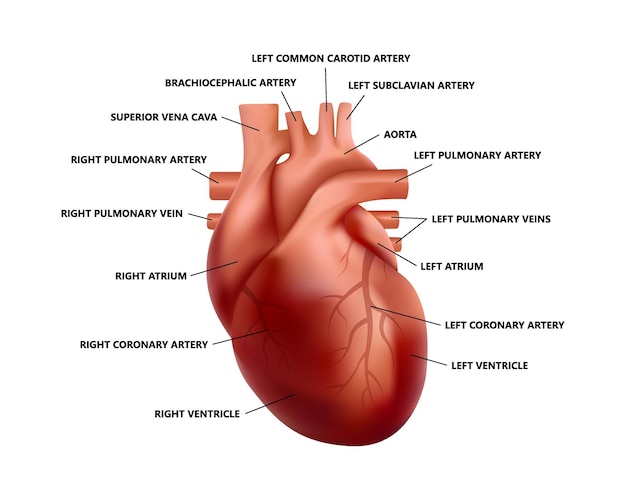 説明付きのリアルな心臓の解剖学 解剖学的に正しい人間の心臓のイラストの図 プレミアムベクター