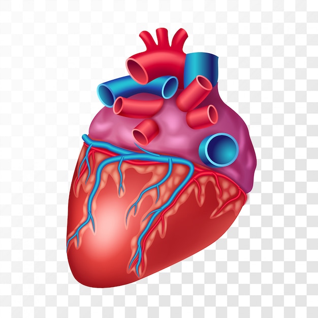Free Free Heart Organ Svg 256 SVG PNG EPS DXF File