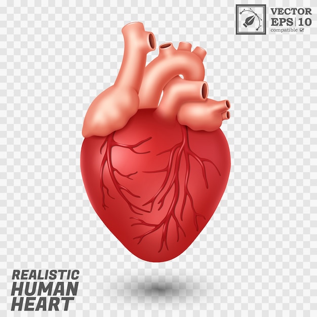 Realistic human heart Premium Vector