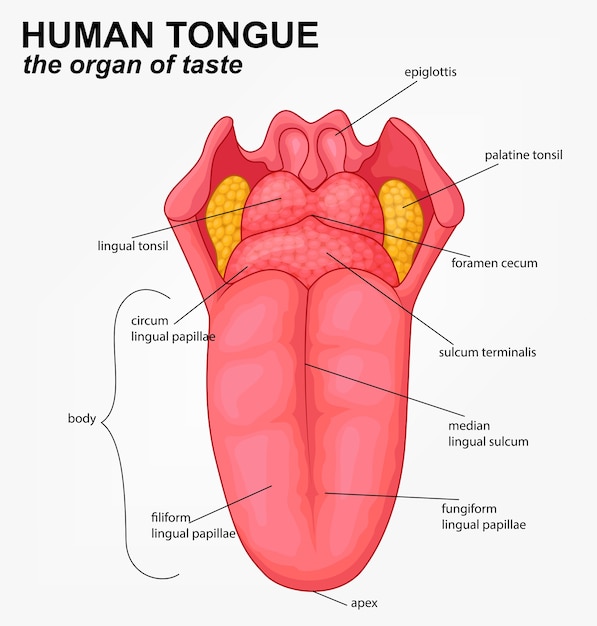 Premium Vector Realistic Human Tongue Structure