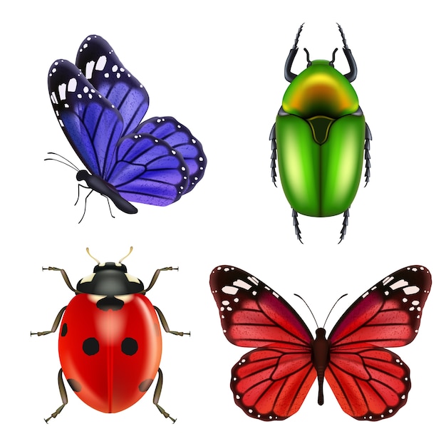 リアルな昆虫 蝶の虫テントウムシアリの色の昆虫のコレクション イラストテントウムシとコックチェーファー 自然てんとう虫 プレミアムベクター