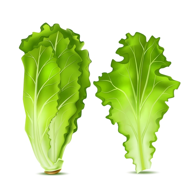 Premium Vector | Realistic lettuce salad leaves