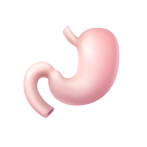 Premium Vector | Realistic pink healthy human stomach front view close ...