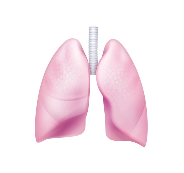 Premium Vector | Realistic pink healthy lungs with trachea close up ...