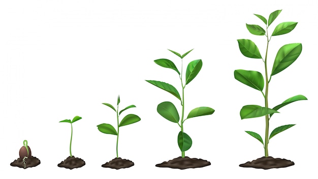 現実的な植物の成長段階 地面で育つ若い種子 土壌で緑の植物 春の芽の開花段階 イラストセット 発芽芽のタイムライン 庭の苗のプロセス プレミアムベクター