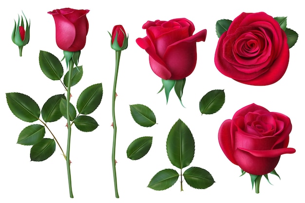 リアルなバラ 犬バラの花の花びらとつぼみ 結婚式やバレンタインデーのグリーティングカードベクトルセットのロマンチックな花の装飾 イラスト花 花のバラの つぼみと花びら プレミアムベクター