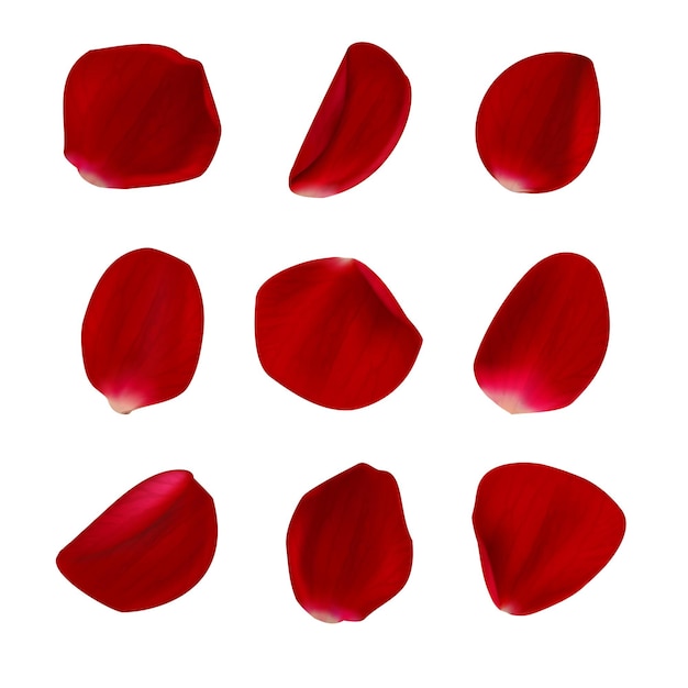Free Vector | Realistic rose petals isolated