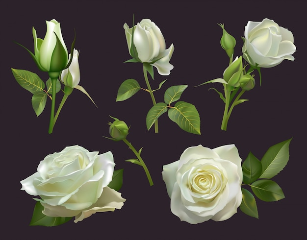現実的なバラのブーケ 葉 花のバラのブーケ 園芸パステルカラーの花束イラストセットと白いバラの花 ウェディングカードの自然な植物要素を閉じる プレミアムベクター
