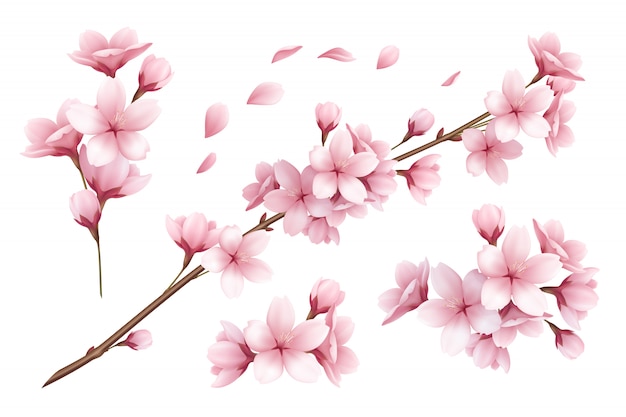 美しい桜の枝の花と花びらのイラストの現実的なセット 無料のベクター