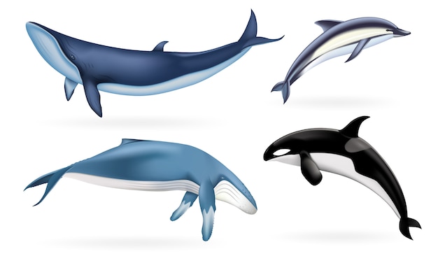 鯨 イルカ オルカのリアルなセット プレミアムベクター