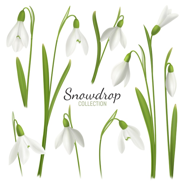 現実的なスノードロップの花が編集可能なテキストと空白の背景イラストを2月のフェアメイドの画像で設定 無料のベクター