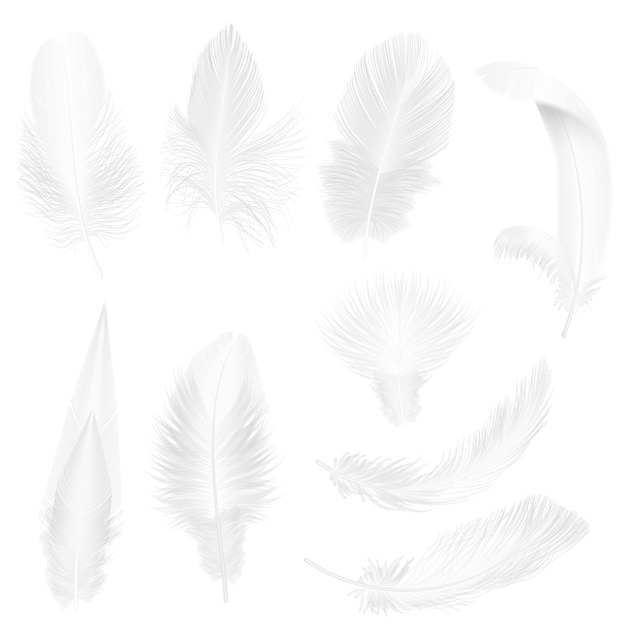 Premium Vector Realistic Soft White Feathers Isolated On White