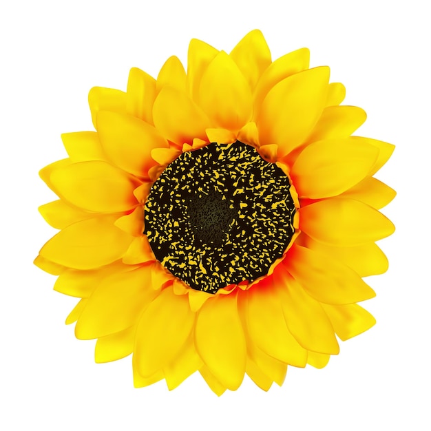 リアルなヒマワリの花の孤立したイラスト プレミアムベクター