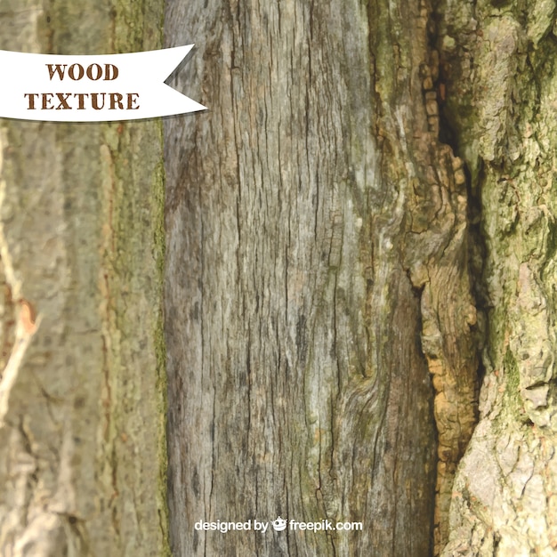Realistic texture of trunk wood