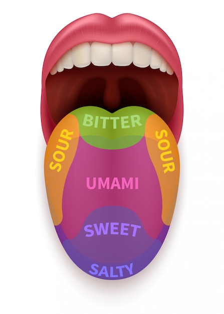 Premium Vector  Realistic tongue with basic taste areas