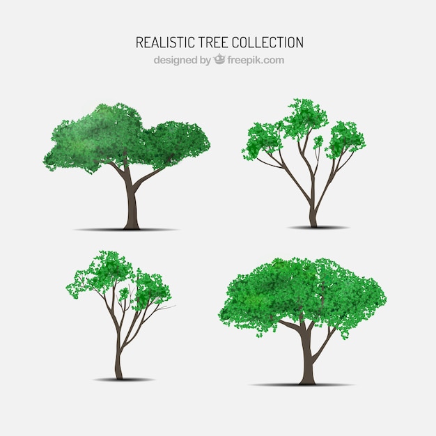 Free Vector Realistic Tree Pack