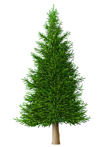 Premium Vector | Realistic vector pine tree isolate