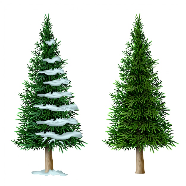 Download Realistic vector pine tree set isolate | Premium Vector