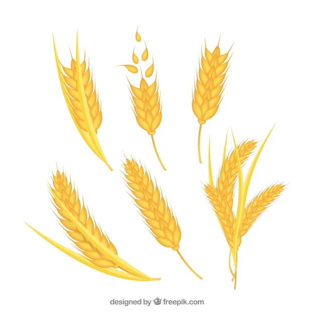 Free Vector | Realistic wheat collection