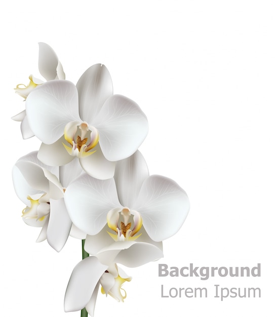 Premium Vector Realistic White Orchid Flowers