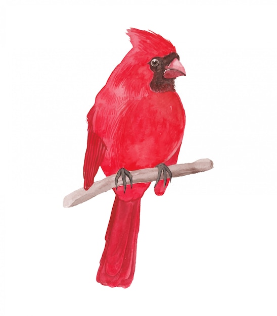 赤い枢機birdの鳥の水彩イラスト プレミアムベクター