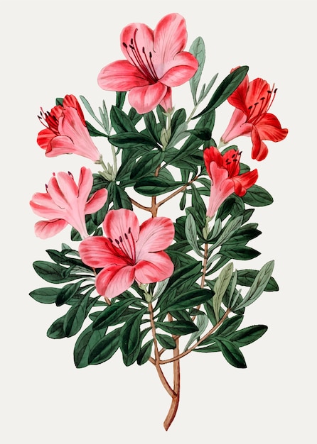 Free Vector Red Chinese Azalea