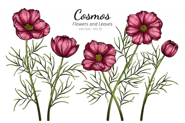 赤いコスモスの花と葉のイラストを描く プレミアムベクター