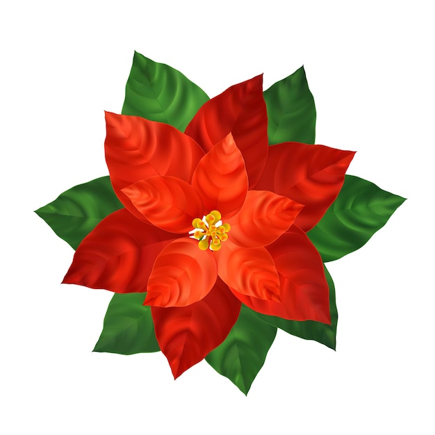 赤いポインセチアの花のリアルなイラスト クリスマスの装飾と観賞植物 緑の葉と赤いポインセチア クリスマスの花 はがき ポスター花柄のデザイン要素 分離されたベクトル 無料のベクター