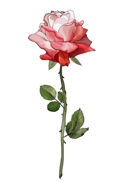 Premium Vector | Red rose flower illustration