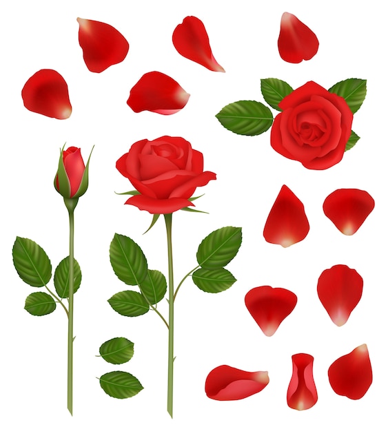 赤いバラ 美しいロマンチックな花のつぼみと花びらは 自然の結婚式の植物のベクトルの現実的なコレクションを残します イラスト花の植物 赤いバラの花びら プレミアムベクター