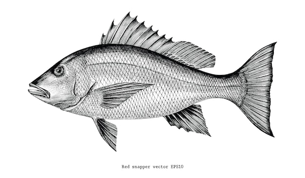 真鯛の手描きの白い背景に分離されたヴィンテージの彫刻イラスト プレミアムベクター