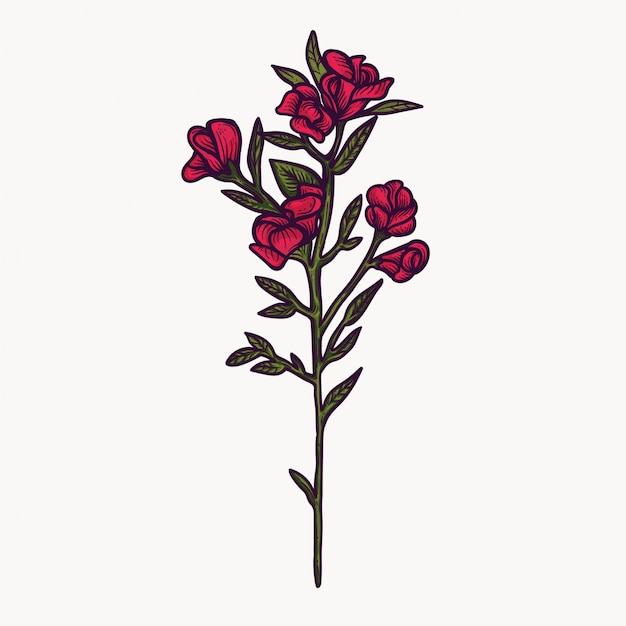 Download Premium Vector | Red sweet pea flowers hand drawn isolated ...
