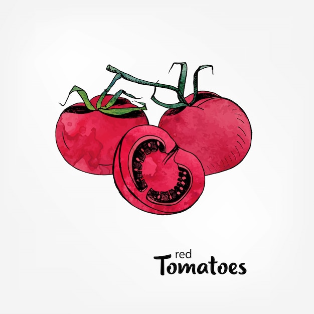 Premium Vector | Red tomatoes on a branch. whole and part in a cut ...