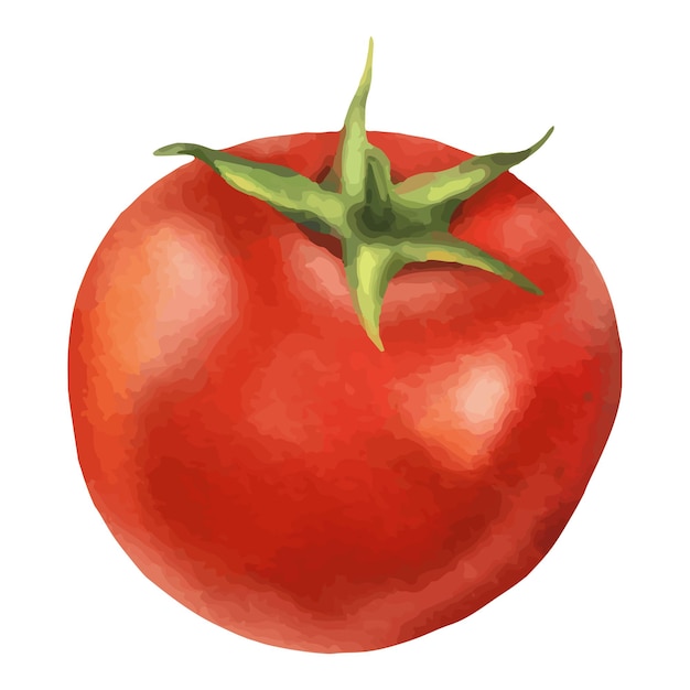 Premium Vector | Red wsatercolor tomato illustration