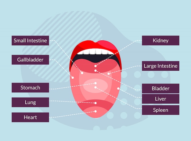 Relationship of tongue parts with organs in human body - infographic ...