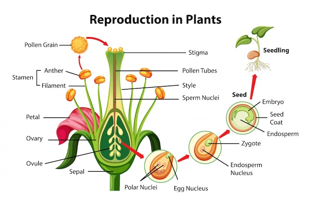 Reproduction In Plants Class 10 Diagram