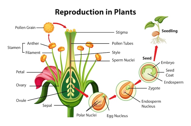 Free Vector Reproduction In Plants Diagram
