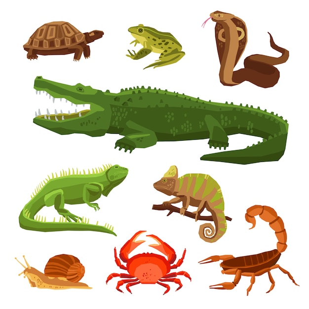 Reptiles and amphibians set Vector | Free Download