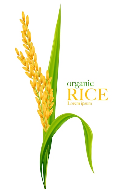 Premium Vector Rice Realistic Illustration