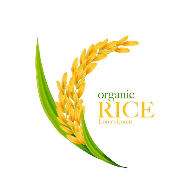 rice illustration download